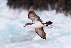 Galapagos Shearwater